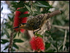 macleays_honeyeater_08630