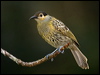 Click here to enter gallery and see photos/pictures/images of Macleay's Honeyeater