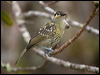 macleays_honeyeater_114954