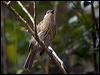 macleays_honeyeater_167169