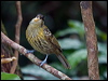 macleays_honeyeater_188884