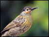 macleays_honeyeater_188897