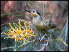 macleays_honeyeater_61835