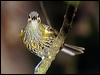 macleays_honeyeater_80422