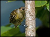 macleays_honeyeater_99174