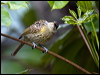 macleays_honeyeater_99204