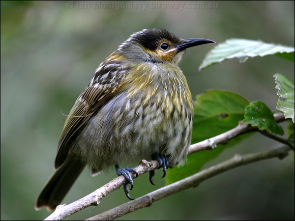 Macleay's Honeyeater macleays_honeyeater_01184.psd