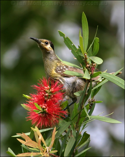Macleay's Honeyeater macleays_honeyeater_02812.psd