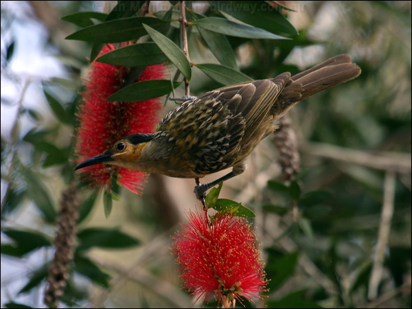 Macleay's Honeyeater macleays_honeyeater_08630.psd