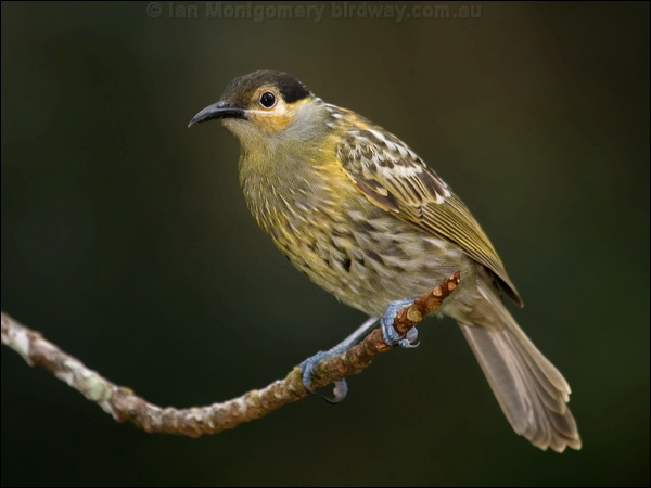Macleay's Honeyeater macleays_honeyeater_114935.psd