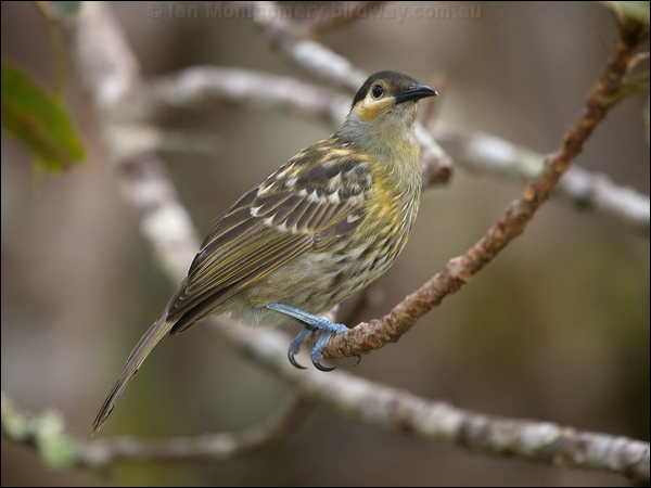 Macleay's Honeyeater macleays_honeyeater_114954.psd