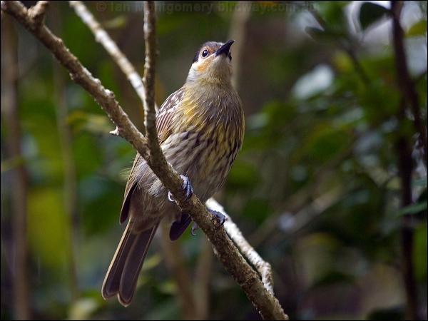 Macleay's Honeyeater macleays_honeyeater_167169.psd