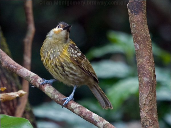 Macleay's Honeyeater macleays_honeyeater_188884.psd