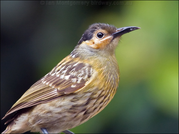 Macleay's Honeyeater macleays_honeyeater_188897.psd