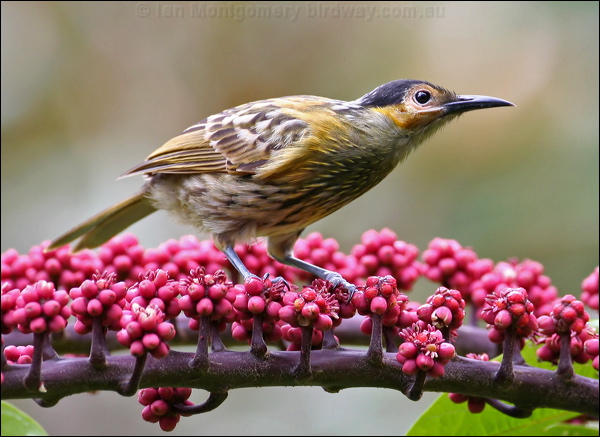 Macleay's Honeyeater macleays_honeyeater_31077.psd