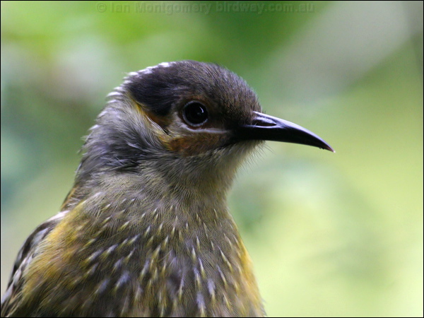 Macleay's Honeyeater macleays_honeyeater_35652.psd