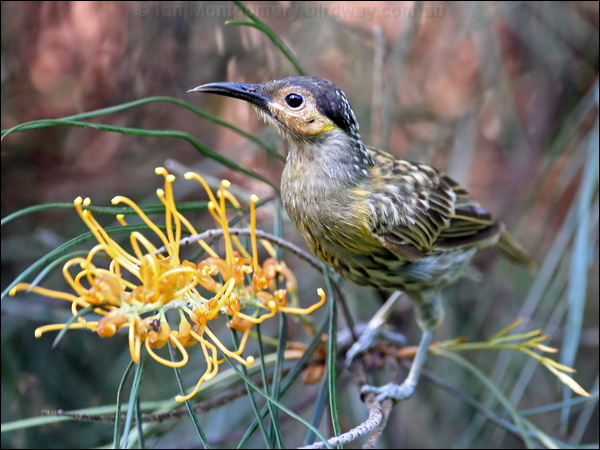 Macleay's Honeyeater macleays_honeyeater_61835.psd