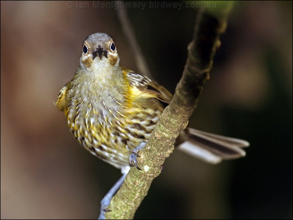 Macleay's Honeyeater macleays_honeyeater_80422.psd