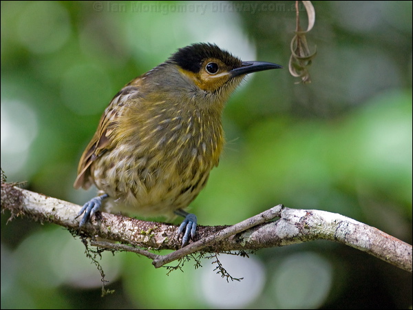 Macleay's Honeyeater macleays_honeyeater_99170.psd