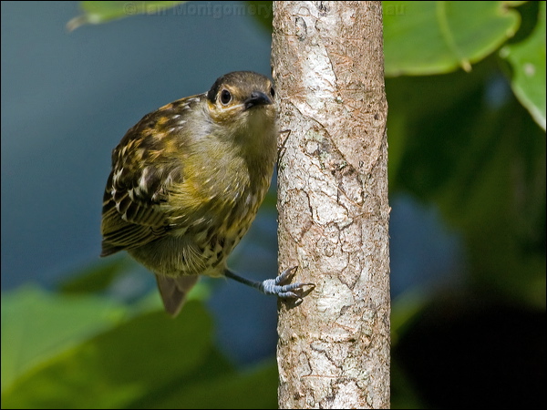 Macleay's Honeyeater macleays_honeyeater_99174.psd