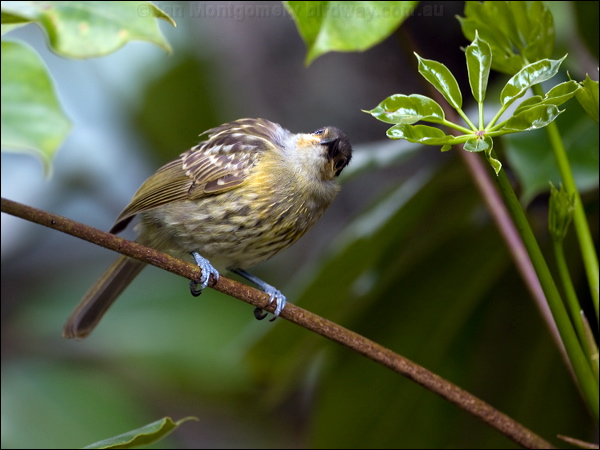 Macleay's Honeyeater macleays_honeyeater_99204.psd