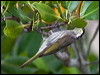 Click here to enter gallery and see photos/pictures/images of Mangrove Honeyeater