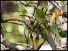 mangrove_honeyeater_48063