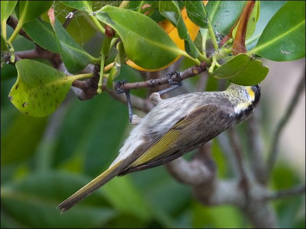 Mangrove Honeyeater mangrove_honeyeater_154684.psd