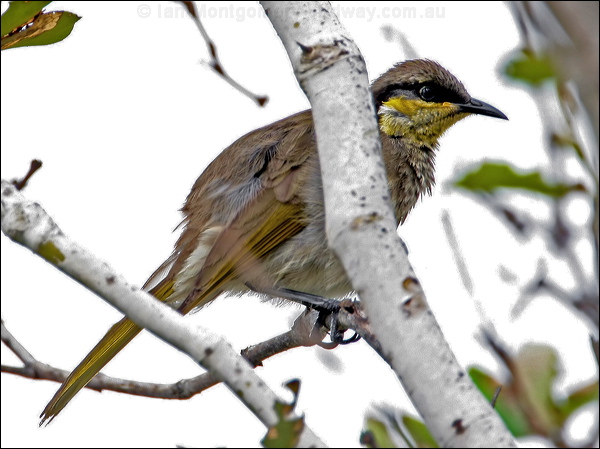 Mangrove Honeyeater mangrove_honeyeater_32136.jpg