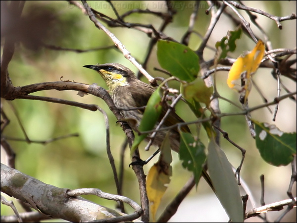 Mangrove Honeyeater mangrove_honeyeater_48063.jpg