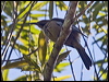 new_cal_friarbird_166064