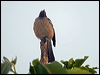new_cal_friarbird_166154
