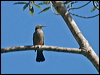 new_cal_friarbird_166837