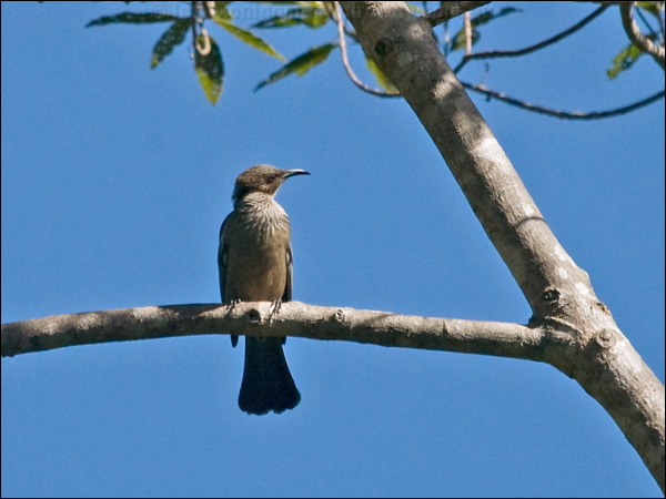 New Caledonian Friarbird new_cal_friarbird_166837.psd