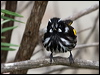new_holl_honeyeater_128084