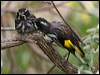 new_holl_honeyeater_128090