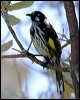 new_holl_honeyeater_13979