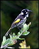 new_holl_honeyeater_14222