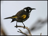 new_holl_honeyeater_14244