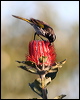 new_holl_honeyeater_38319