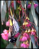 new_holl_honeyeater_38381
