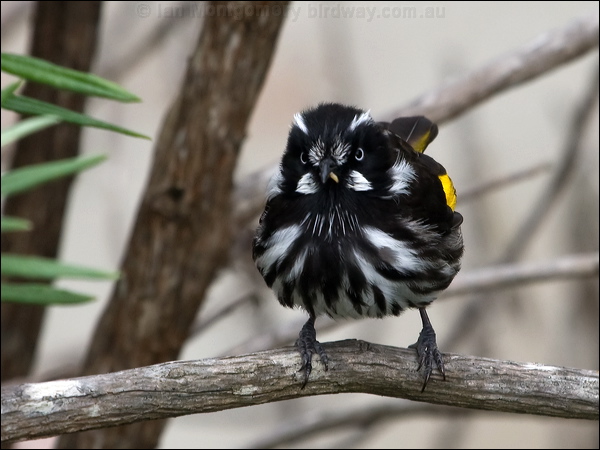 New Holland Honeyeater new_holl_honeyeater_128084.psd