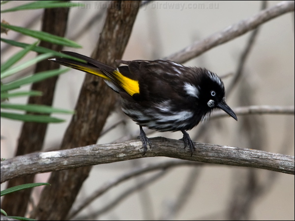 New Holland Honeyeater new_holl_honeyeater_128086.psd