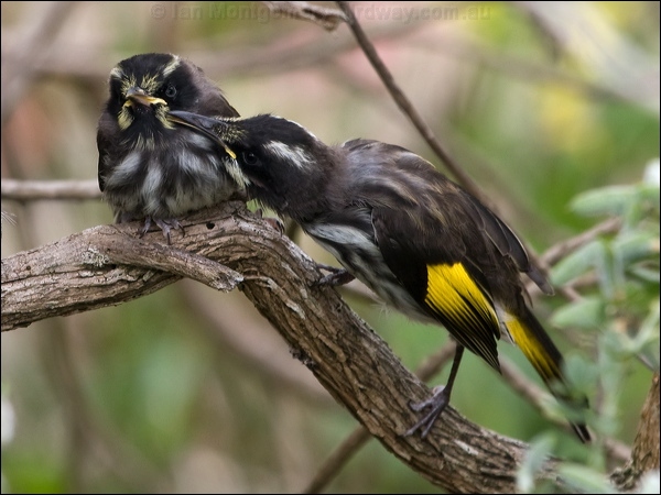 New Holland Honeyeater new_holl_honeyeater_128090.psd