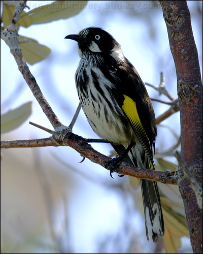 New Holland Honeyeater new_holl_honeyeater_13979.psd