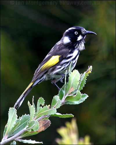 New Holland Honeyeater new_holl_honeyeater_14222.psd