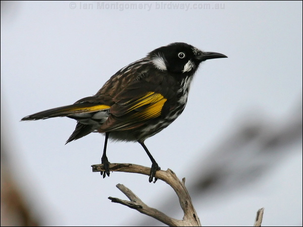 New Holland Honeyeater new_holl_honeyeater_14244.psd