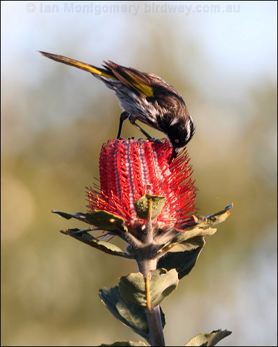 New Holland Honeyeater new_holl_honeyeater_38319.psd