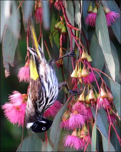 New Holland Honeyeater new_holl_honeyeater_38381.psd