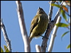 nz_bellbird_124150